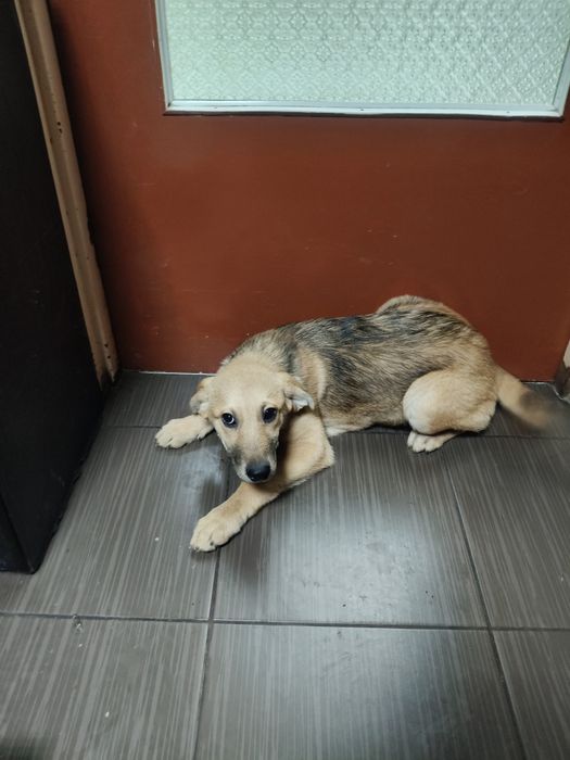 Oddam suczki za darmo.