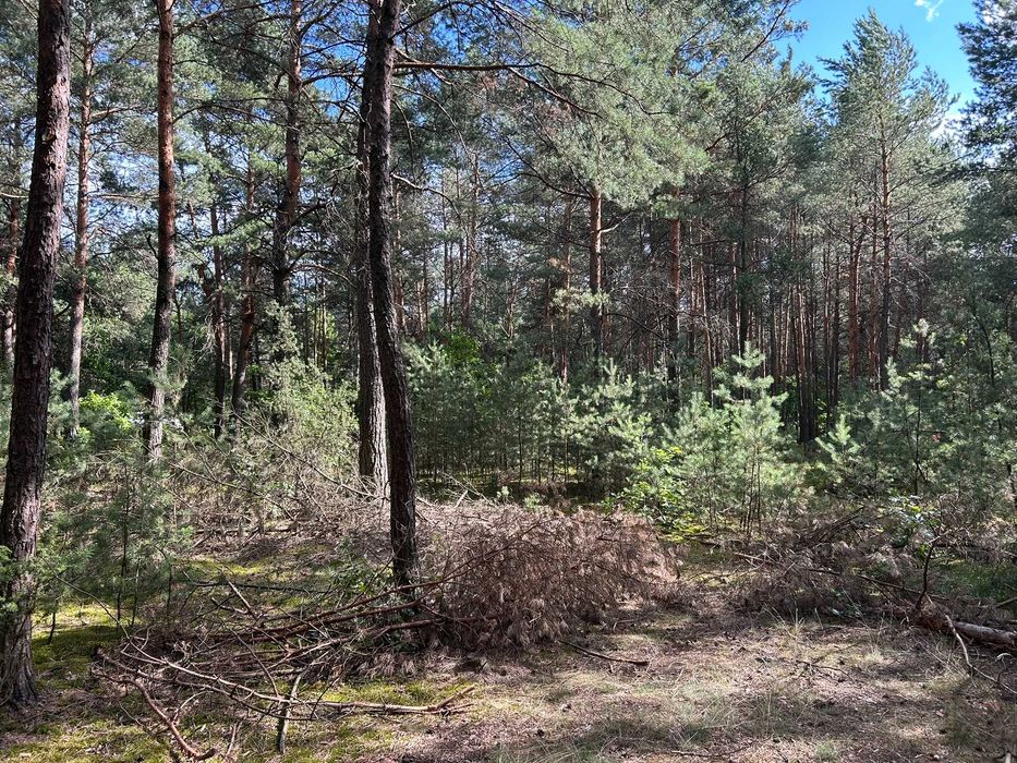 Sprzedam działkę z lasem 0.58 ha