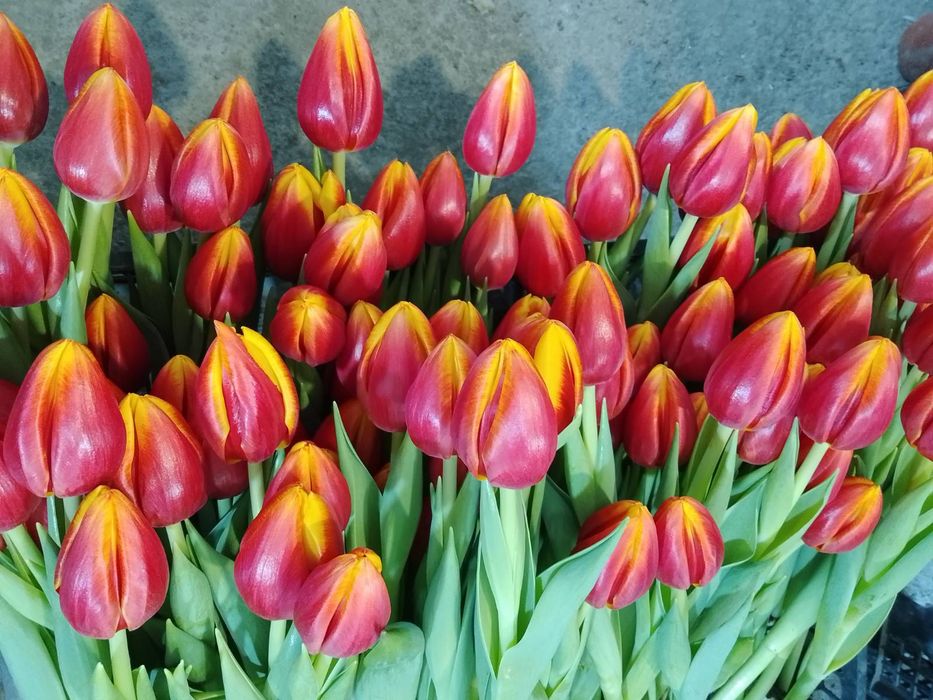 Тюльпани гуртом до 8 березня