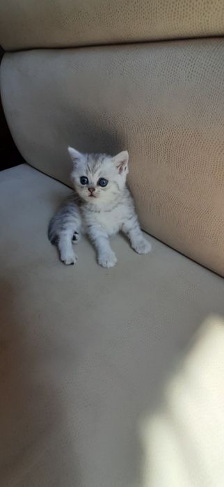 Британские котята