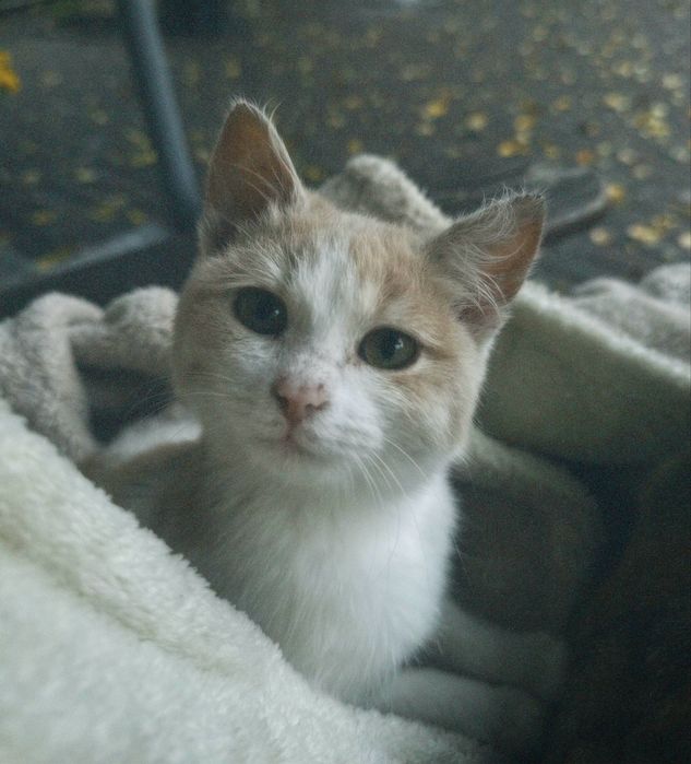 Кошеня 6 місячне