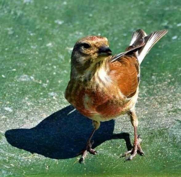 Varias aves de fauna anilhadas 2025