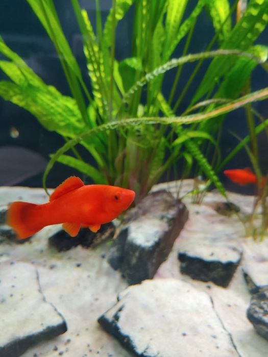 Mieczyki alfa standard 6-7cm