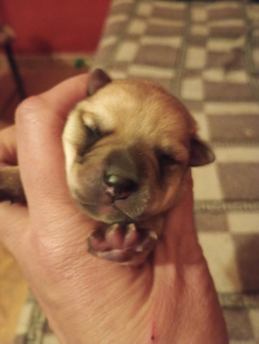 Oddam za darmo szczeniaki 5 szczenięta bez rasy2 dziewczyny i 3 hlopak