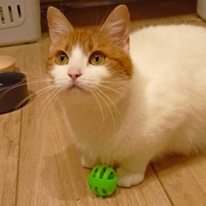 Alba- zjawiskowa piękność do pokochania od zaraz !