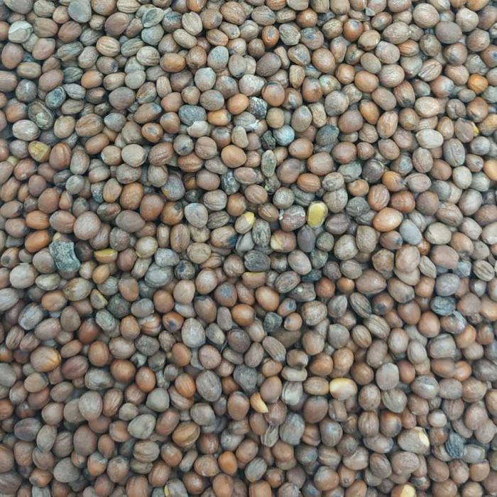 Rzodkiew oleista Romesa wysyłka