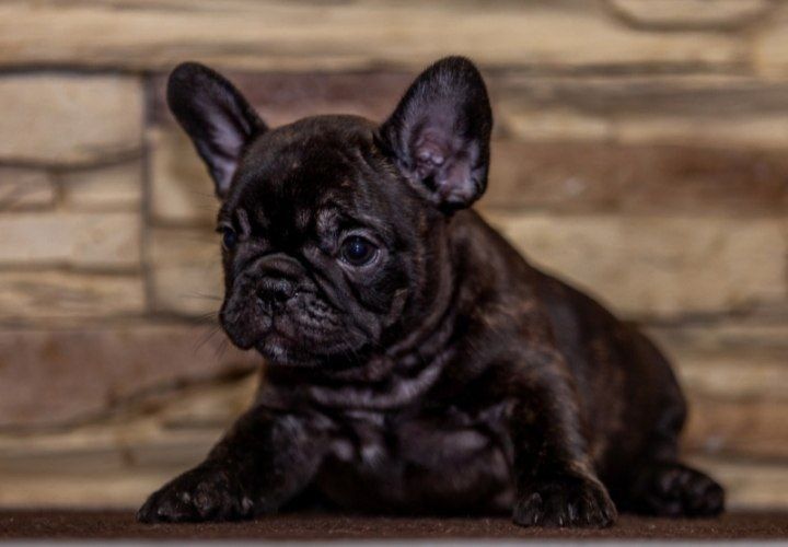 Краса неймовірна дівчинка