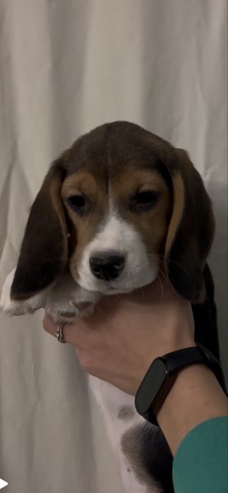 Песики красунчики,красуні.бігль