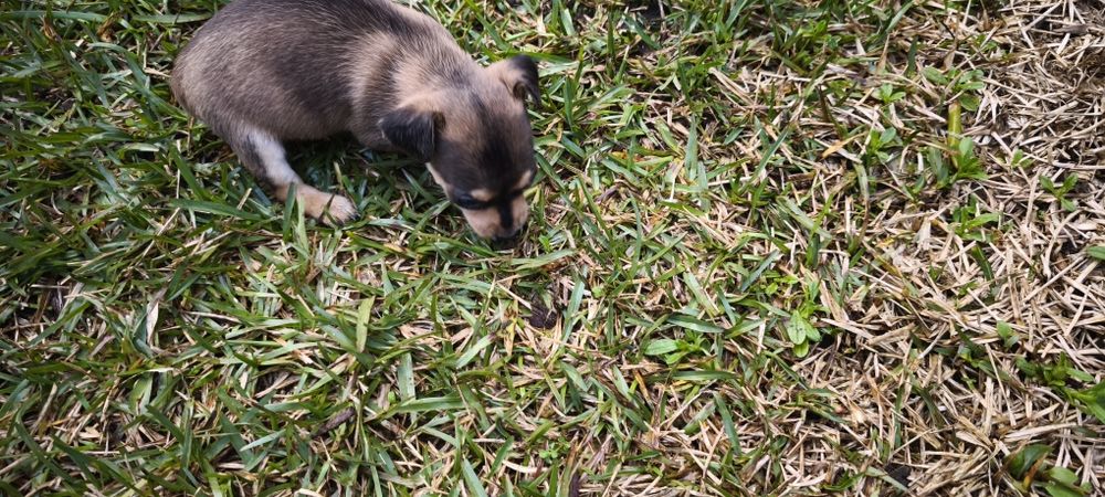 Pinscher pincher miniatura criado em ambiente familiar disponível para
