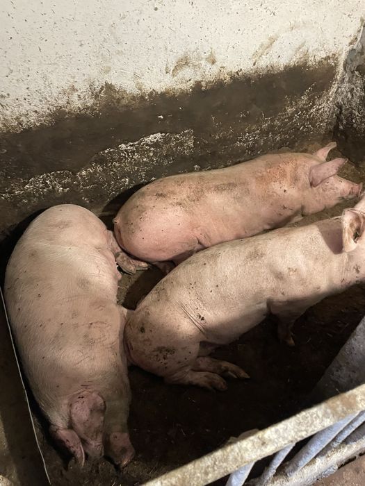 Продам свинину живу 105 гр