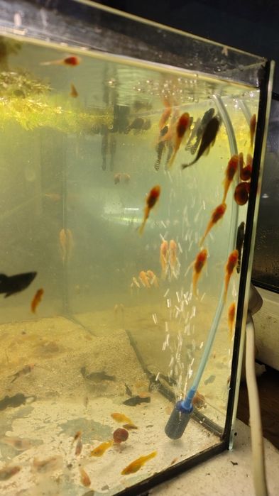 Glonojad  Gurami  gupiki mieczyki krewetka czerwona