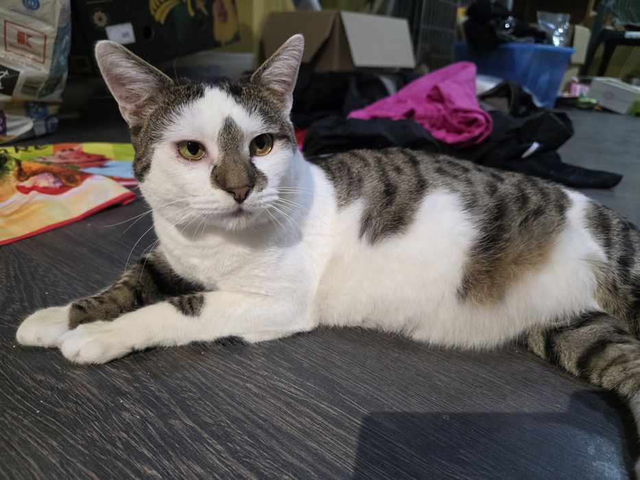 Fudżi  - kocurek 2 lata do adopcji