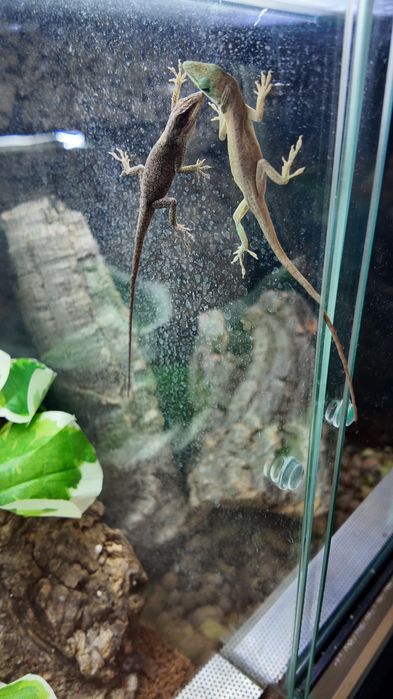 Anolis zielony (Anolis carolinensis)