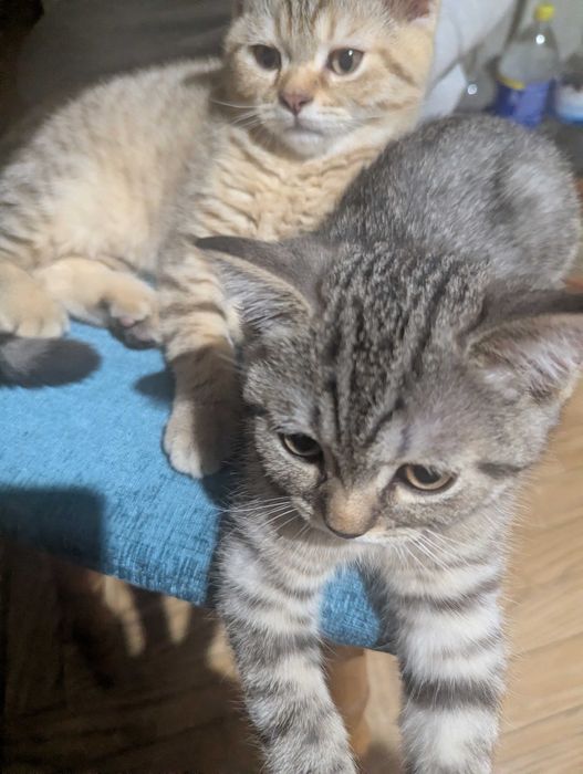 Шотландске кошеня 3 місяця