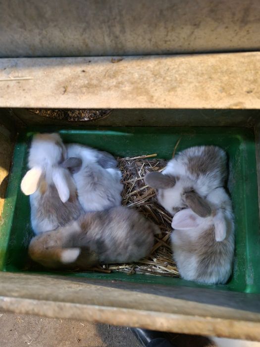 Coelhos anoes mini lop(orelhudos) e mini holandeses no criador