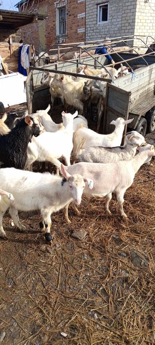 Барани кози по Украине