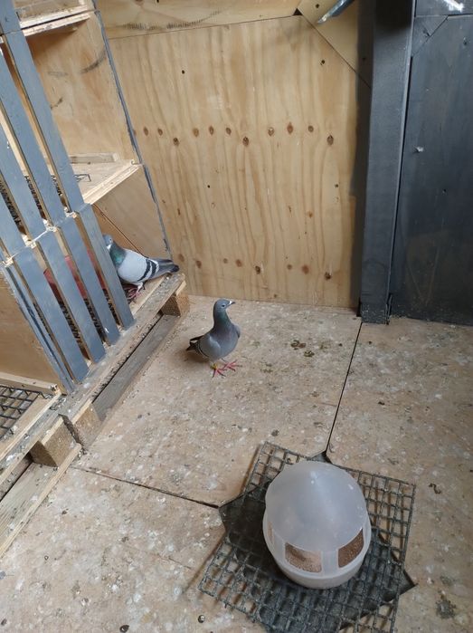 Gołębie pocztowe , ozdobne mewki