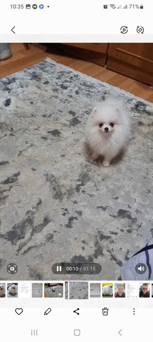 Мини белый померанский шпиц
