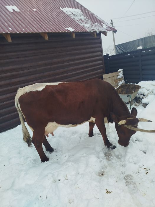 Продам корову після телятка молочну пануся