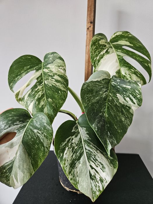 Monstera variegata