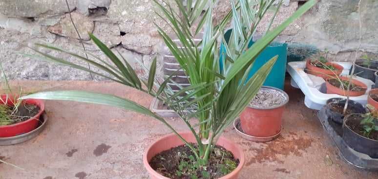 Vendo Planta Palmeira