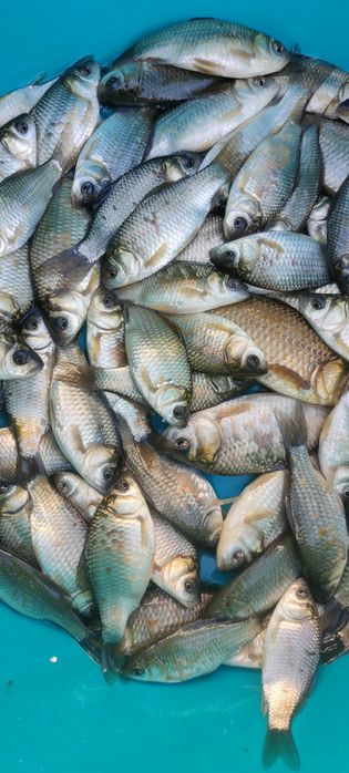 Живець карась в наявності живець