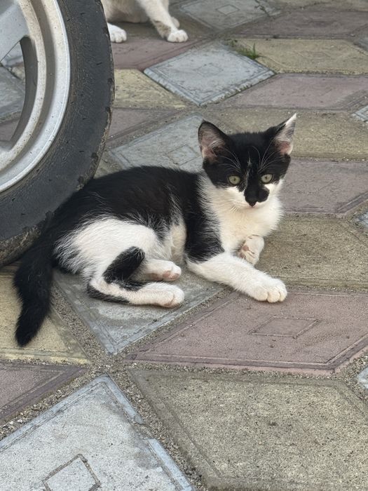 Кошеня, чорно-біла, 3міс, дівчинка
