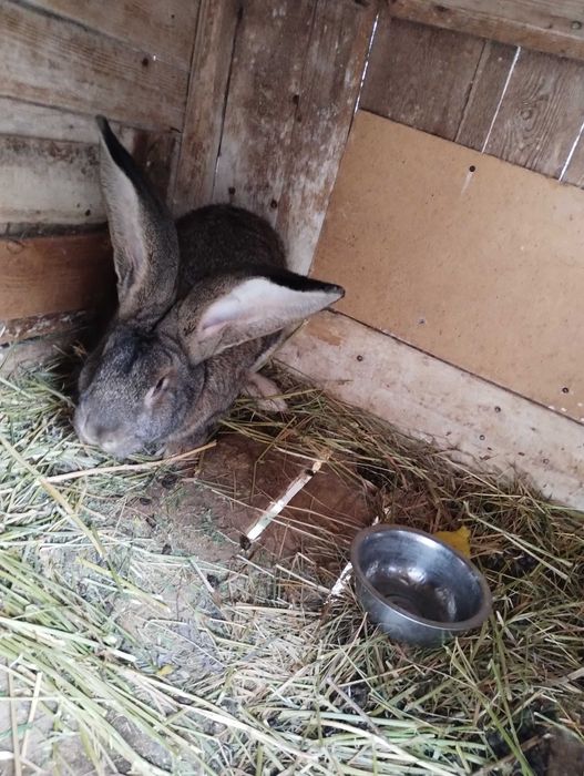 Кролі Фландер (Бельгійський Великан), Строкач племенні