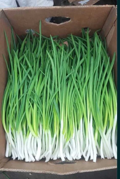 Продам зелень, петрушка ,кріп, лук