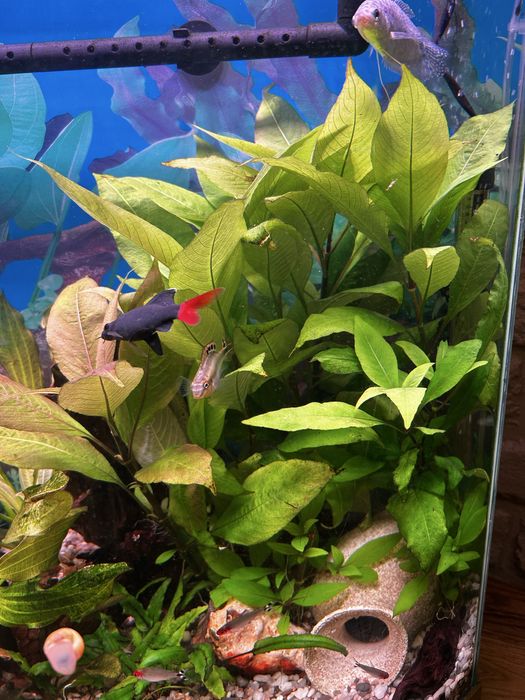 Акваріумні рослини  Гігрофіла