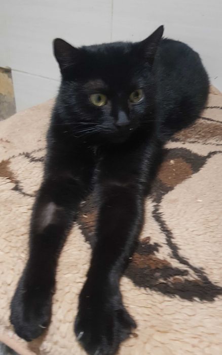 Saska koteczka do adopcji