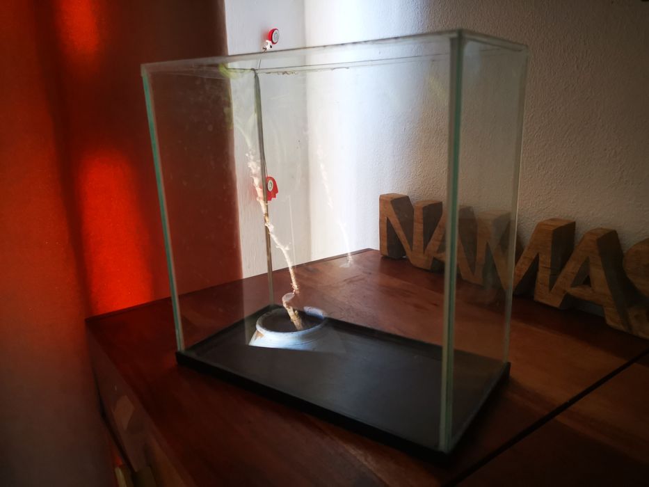 Aquário para desocupar