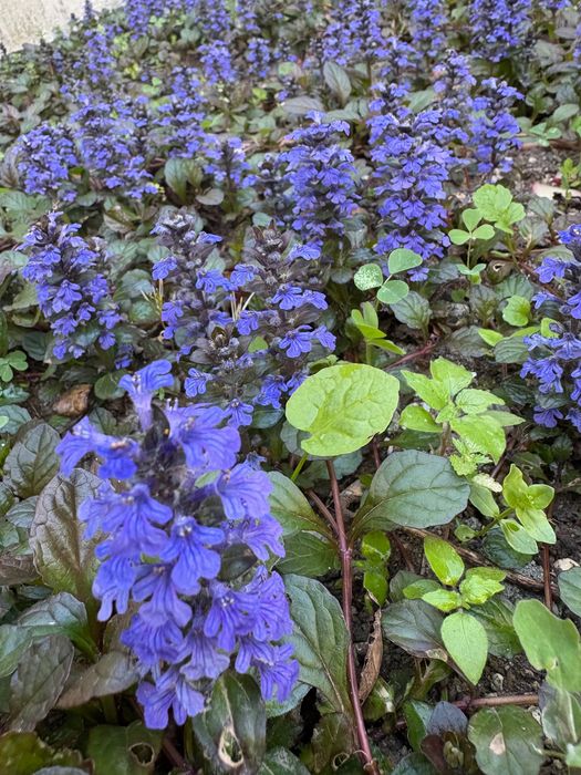 Planta  Ajuga reptans Atropurpurea 1€  e  hera