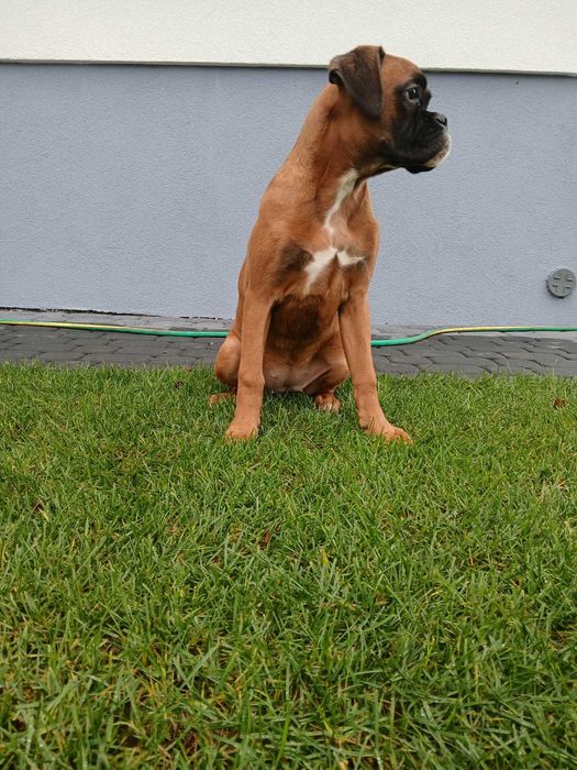 Bokser suczka 4 miesiące