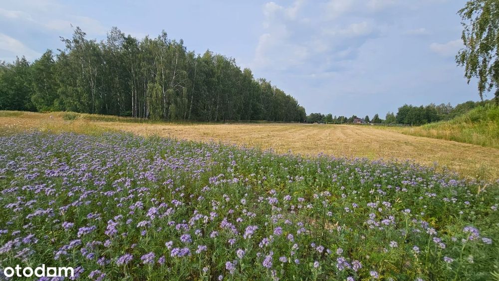 Działka rolno-budowlana blisko lasu