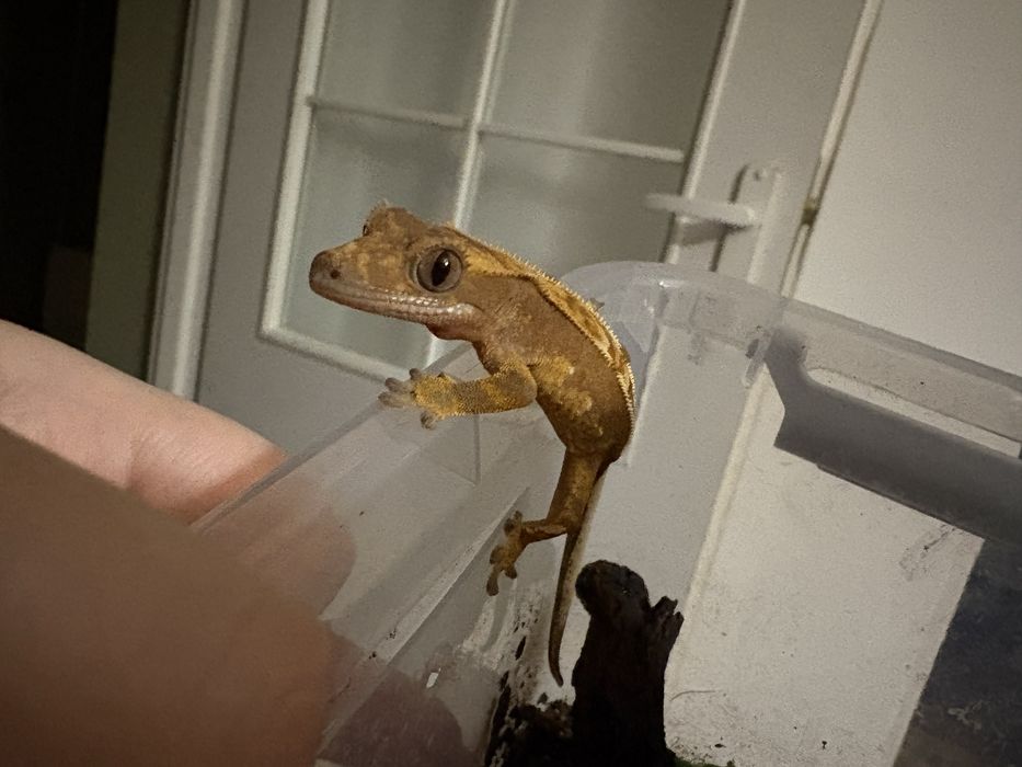 Gekon orzesiony + wyprawka