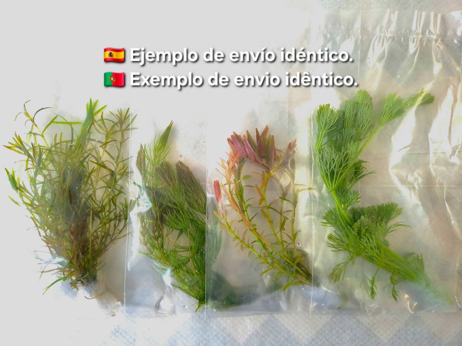 Pack 50x | 4 Espécies de Plantas de Aquário – Baixa Exigência