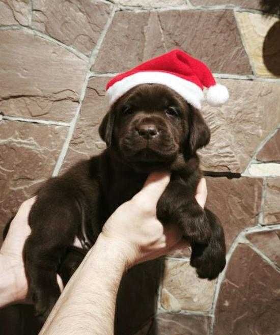 Лабрадори Шоколадного окрасу з документами КСУ