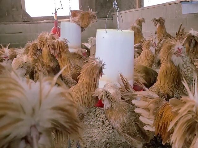 Інкубаційне яйце кур, курчата, Падуан біле золото, срібло.