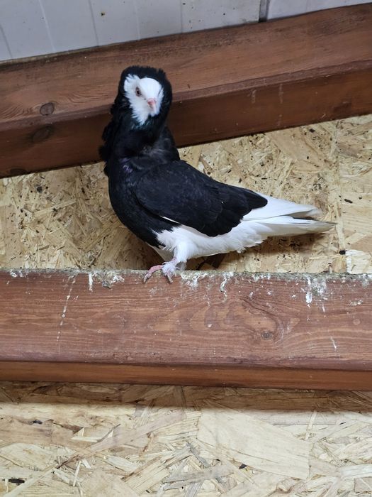 Gołąb Rasy Kapucyn