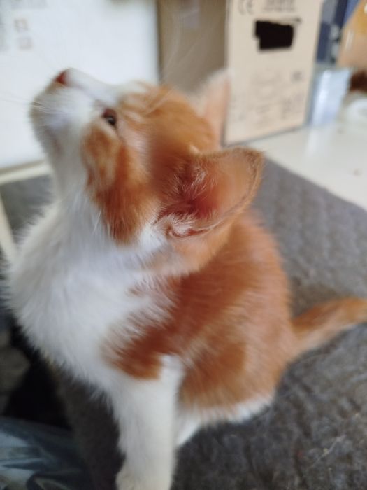 Отдам даром в хорошие руки котят и маму