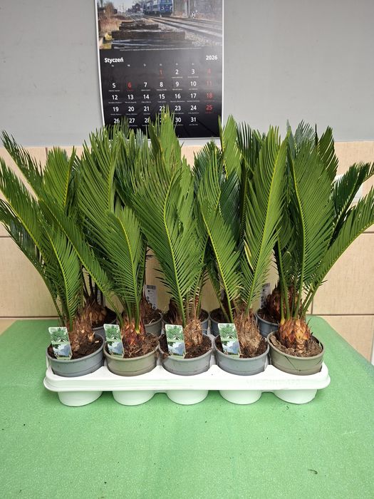 Cycas Revoluta, Sagowiec Odwinięty 50CM - WYSYŁKA