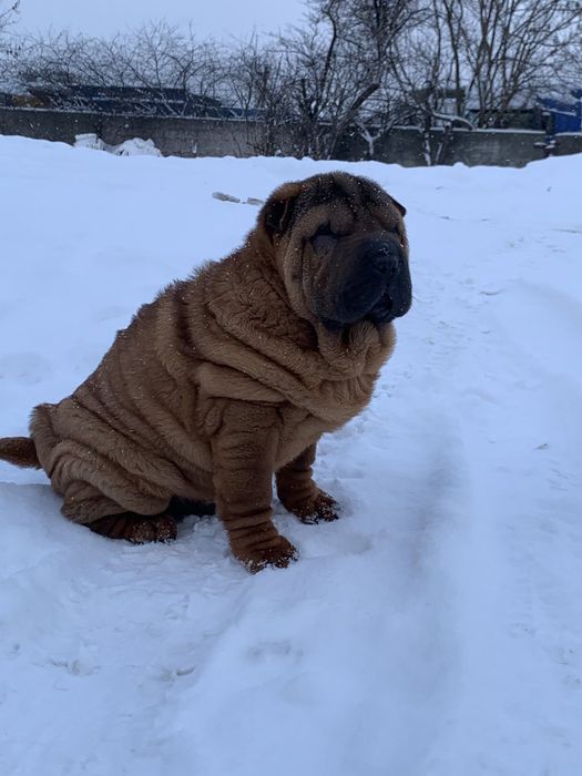 Мальчик шарпей щенок