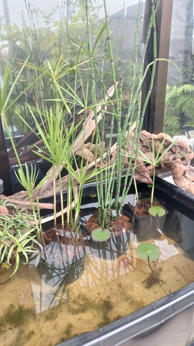 Plantas para lagos