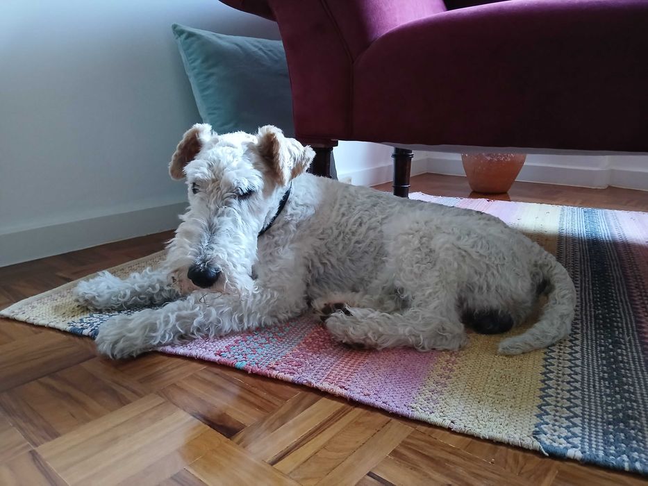 PET SITTING - Estadia Familiar regime Exclusividade - Oeiras