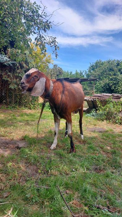 Козел для в'язки