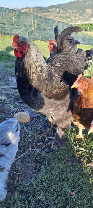 Ovos galados - várias raças cruzadas