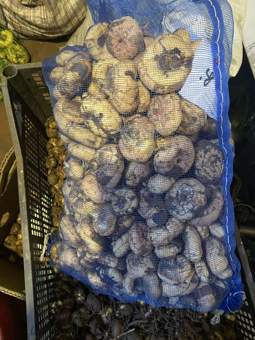 Цибулини гладіолусів, гладіолуси сортові