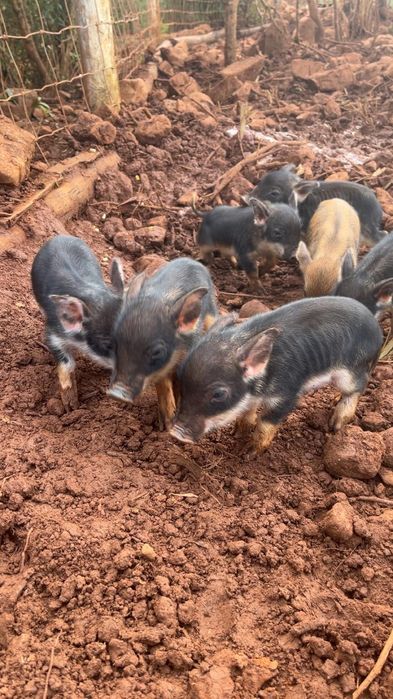 Porcos mangalitsa à venda