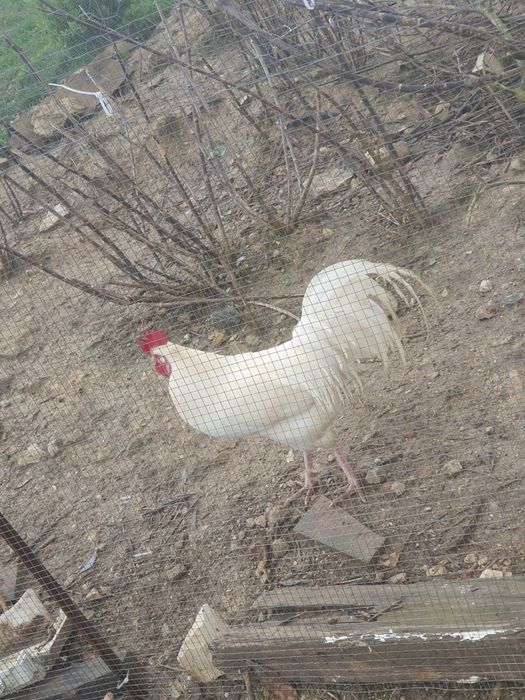 vendo/ troco galo Fénix  branco ou casal por 20€